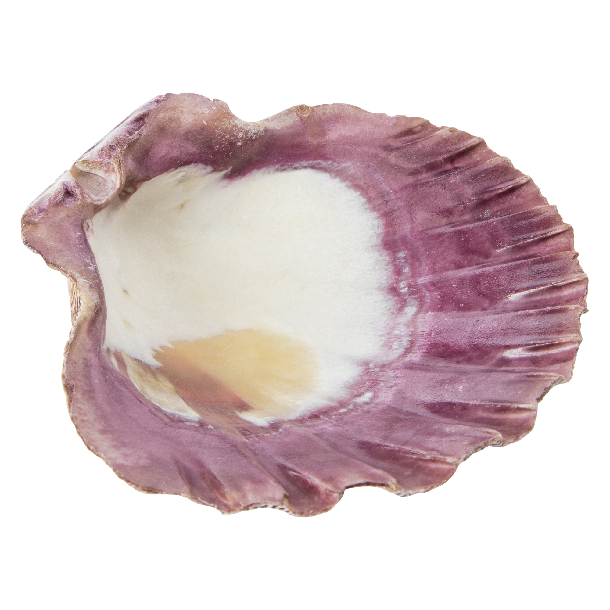 sage & stone™ natural lion’s paw shell for smudging