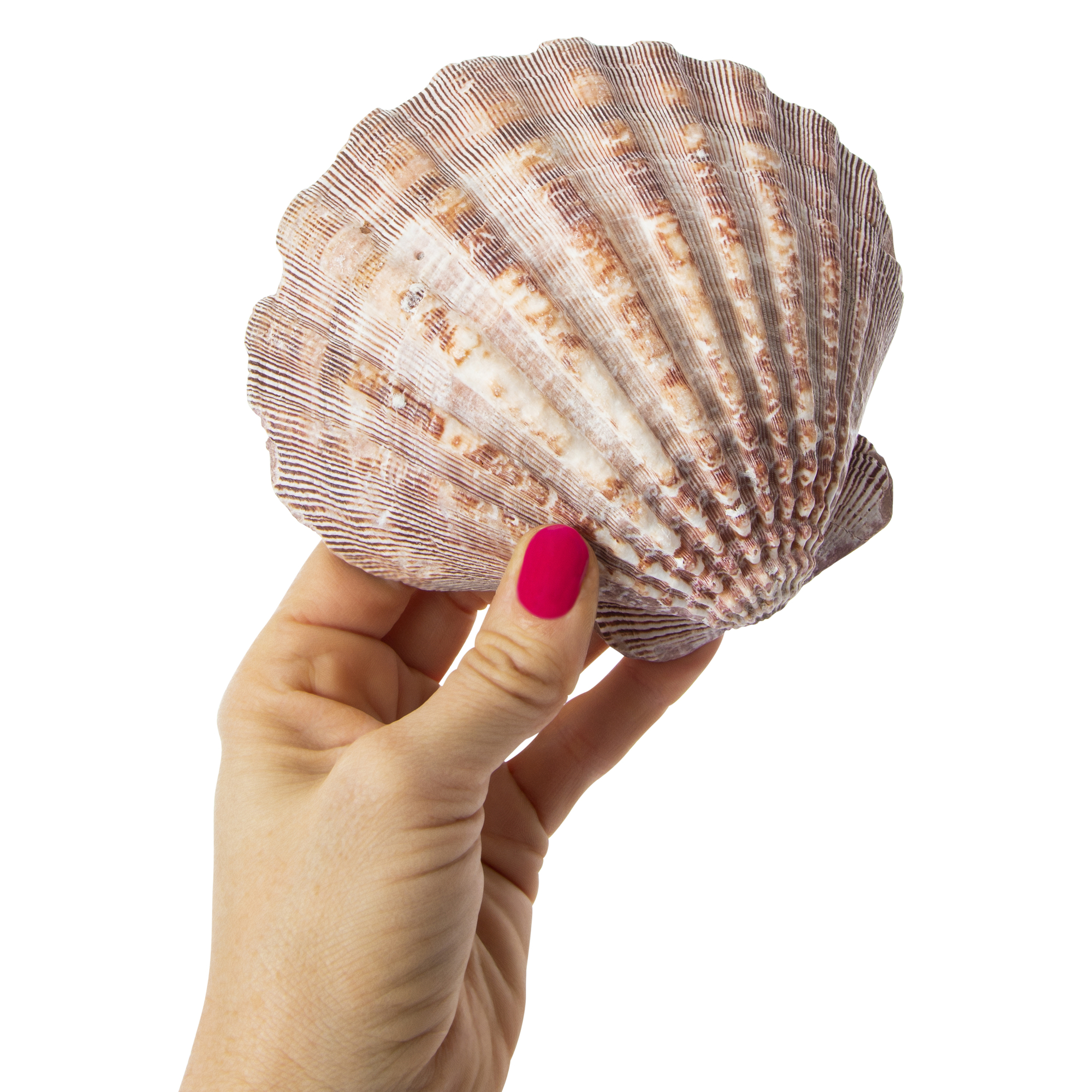 sage & stone™ natural lion’s paw shell for smudging