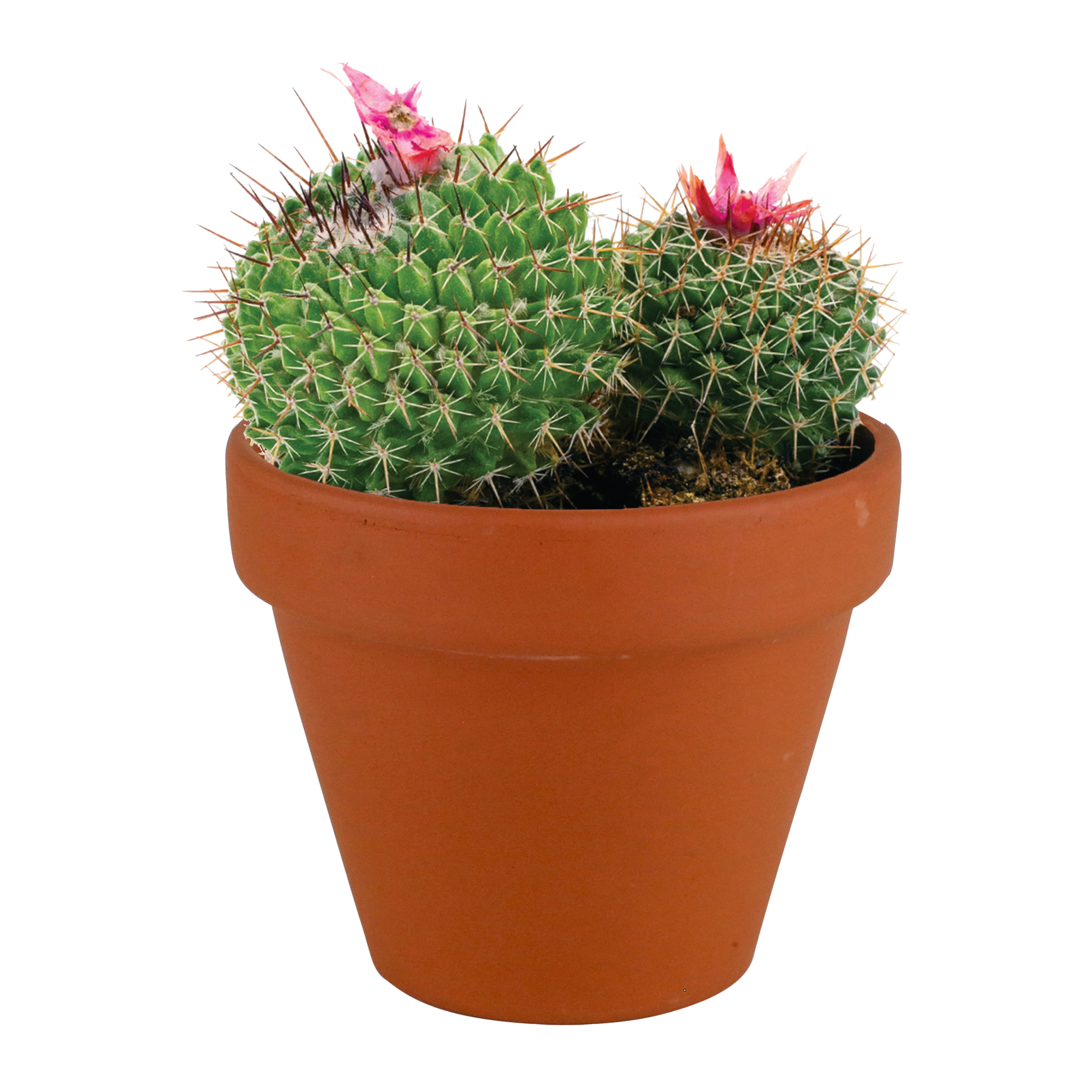 buzzy® terra cotta grow kit