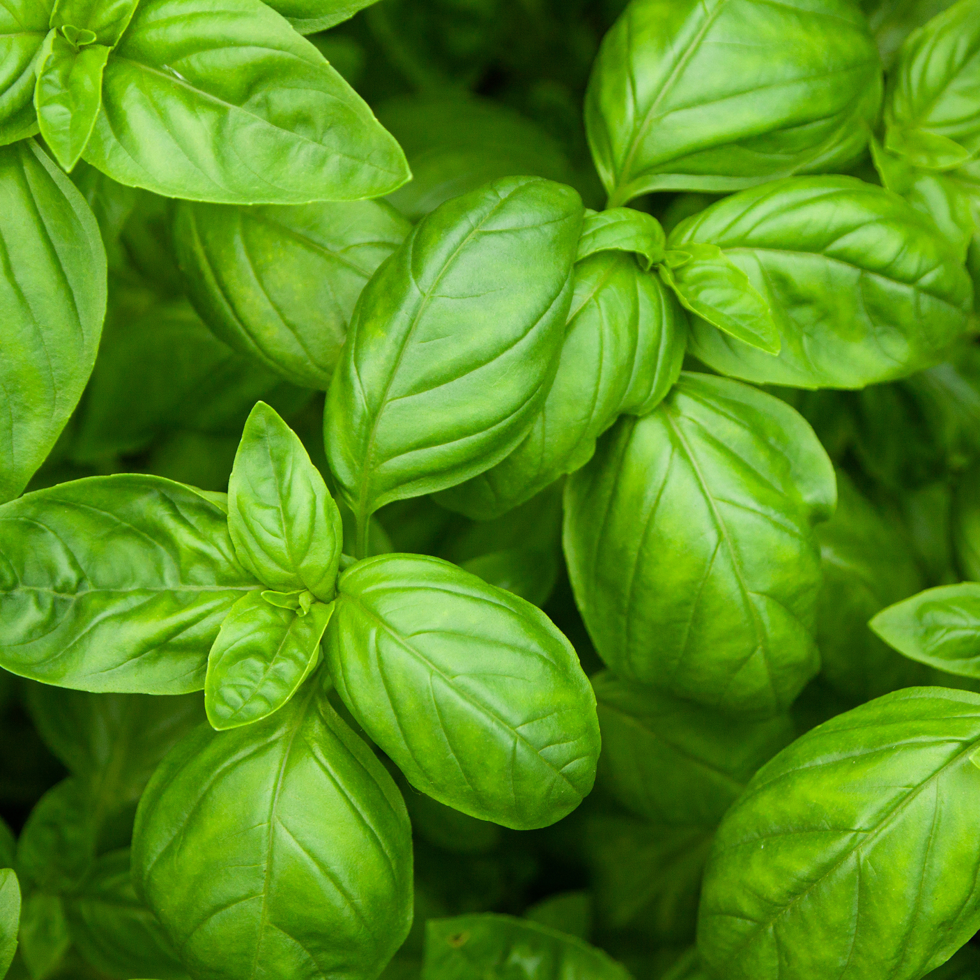 buzzy® non-GMO seed packet