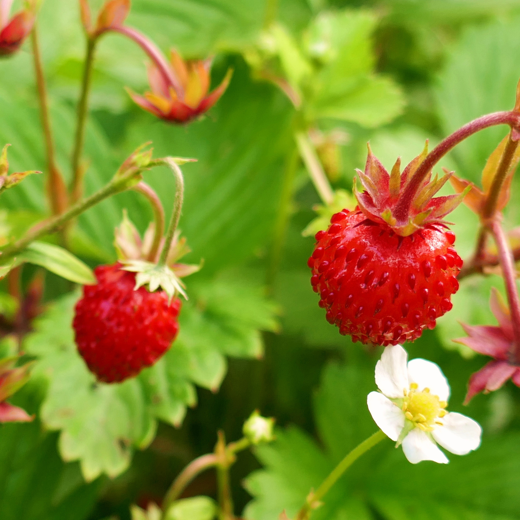 Buzzy® Non-Gmo Seed Packet - Strawberry