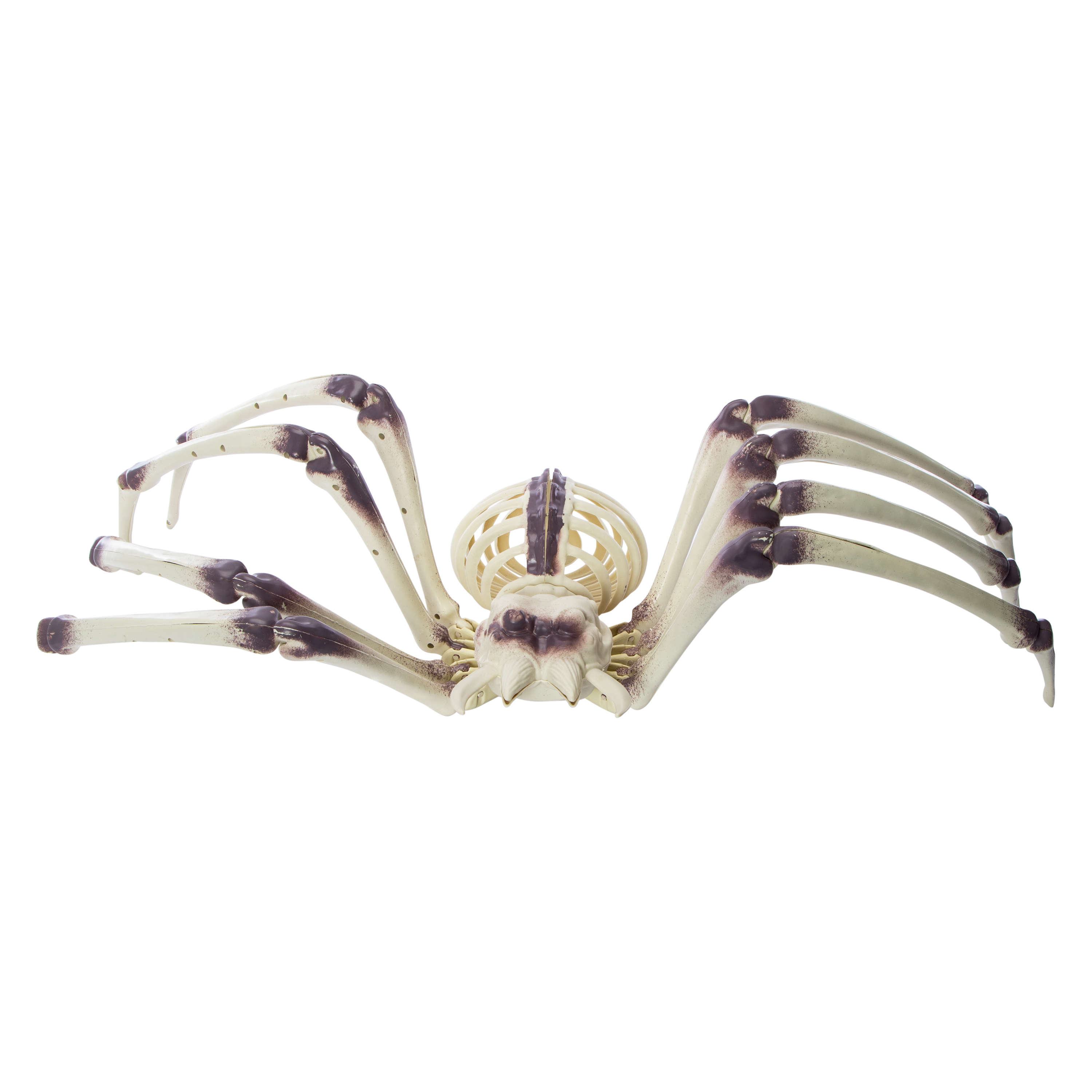 XL Skeleton Spider Halloween Decor 31.5in x 14.9in