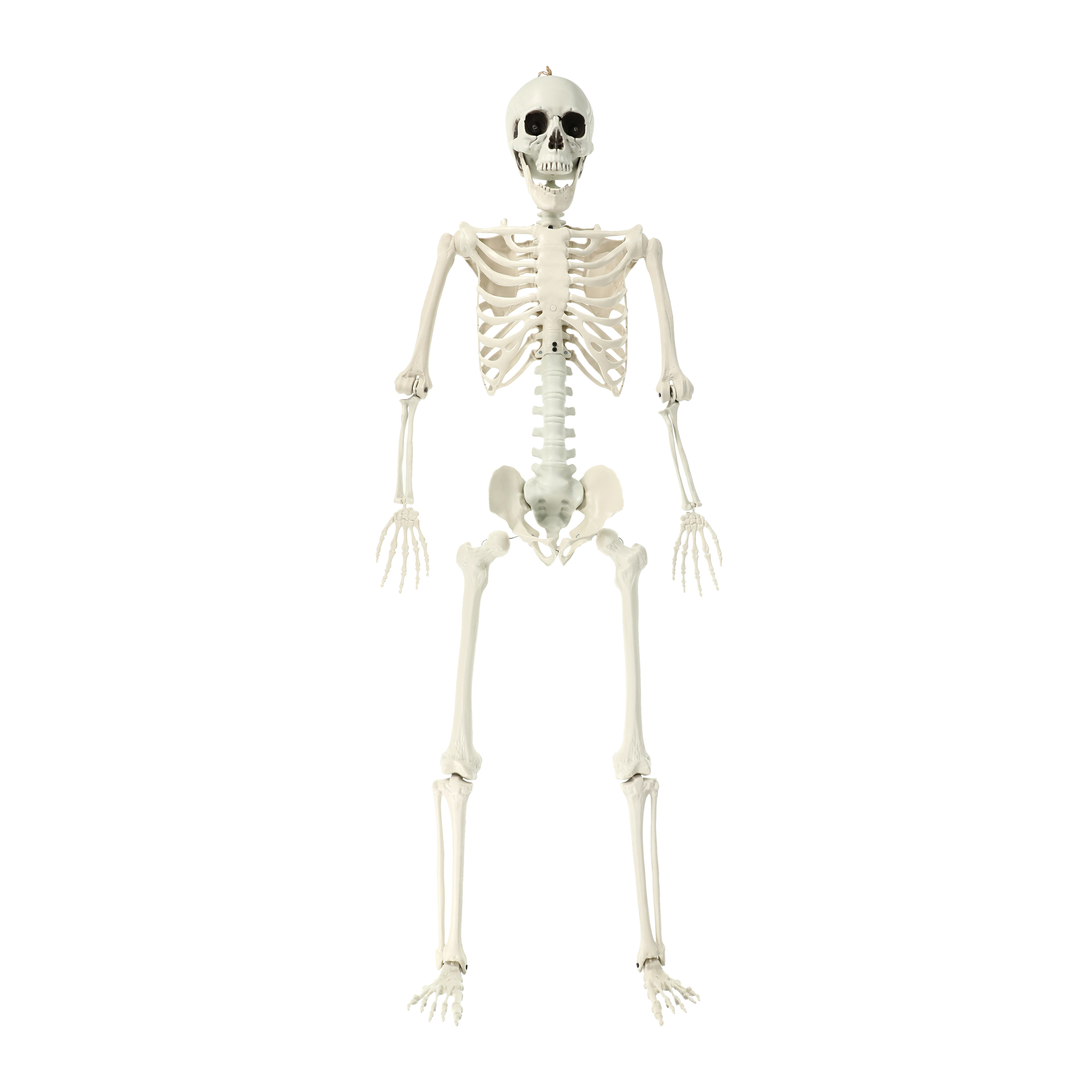 LED Skeleton Halloween Decor 5.5ft