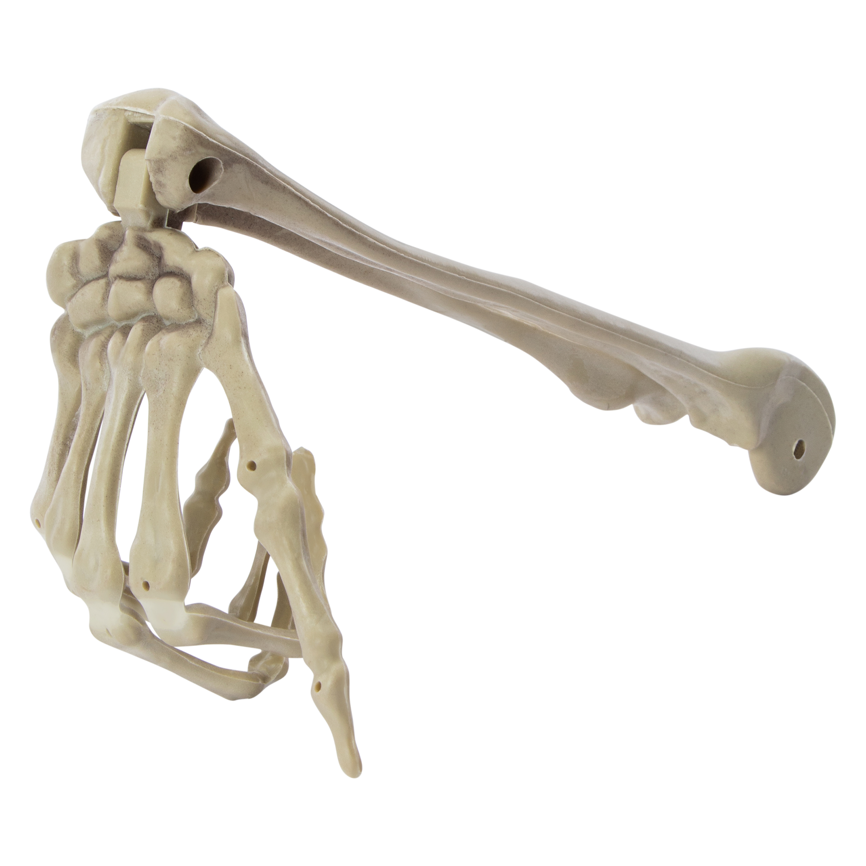 Halloween Skeleton Bone Decor