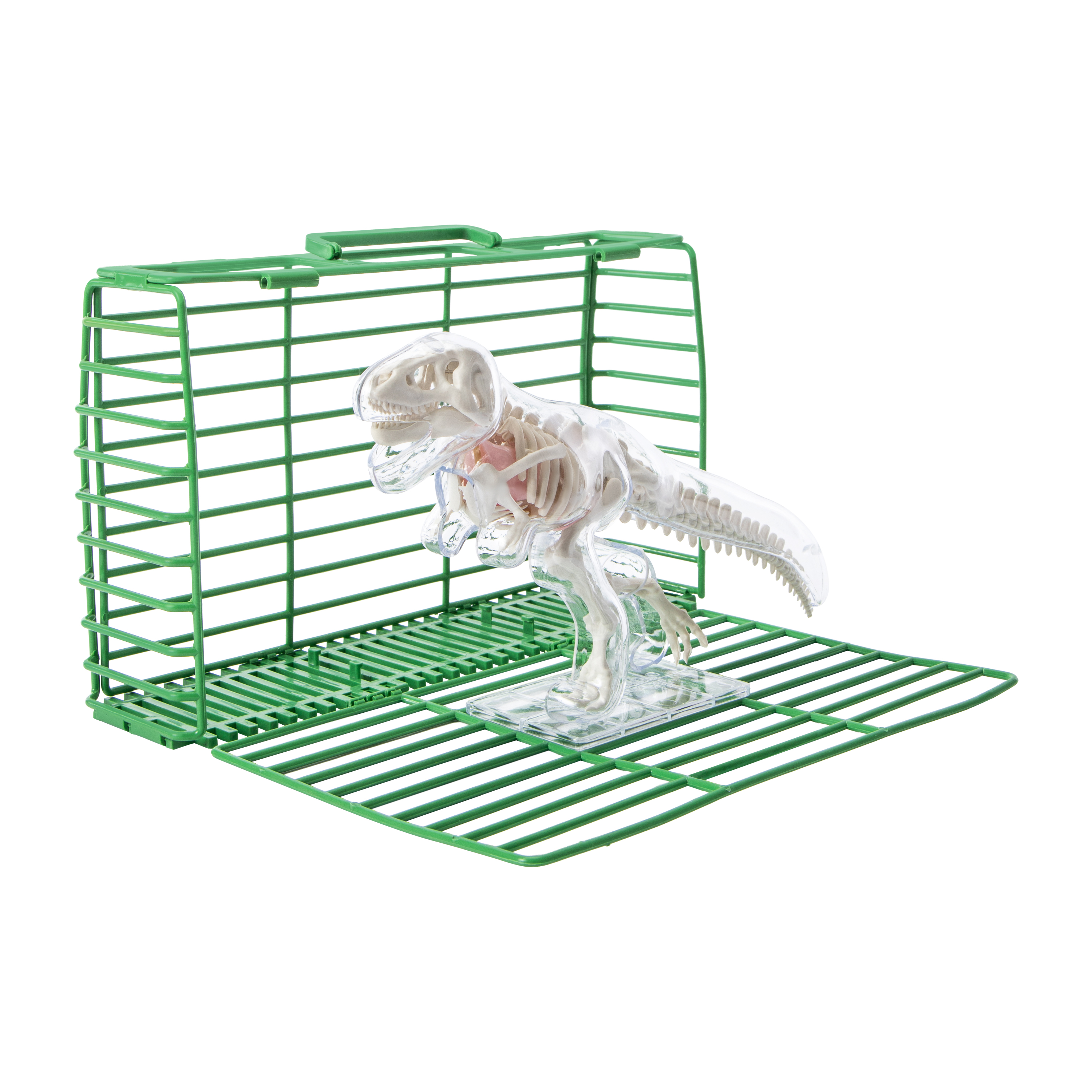 Unbelievable Science Awesome Anatomies Kit