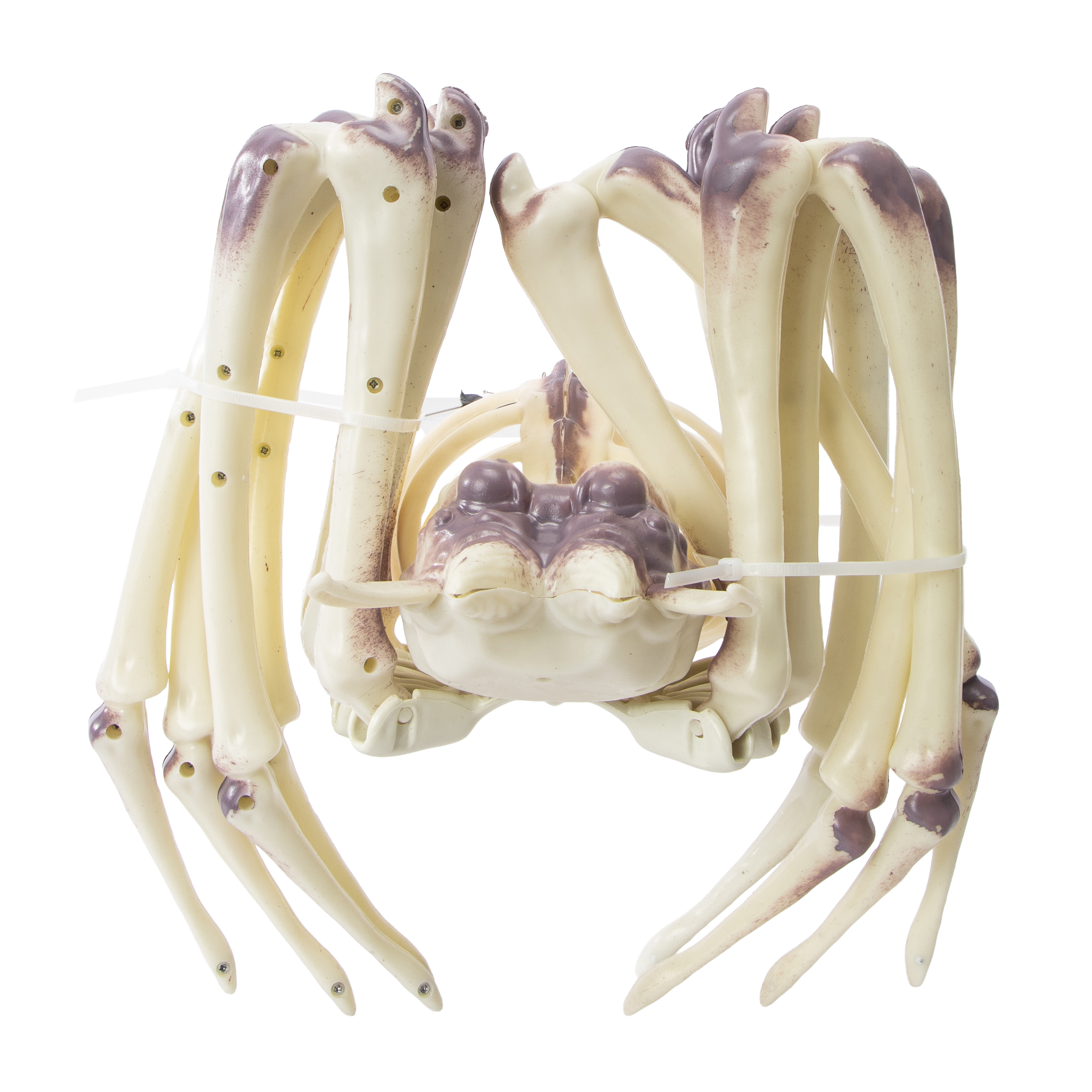 Halloween XL Skeleton Spider