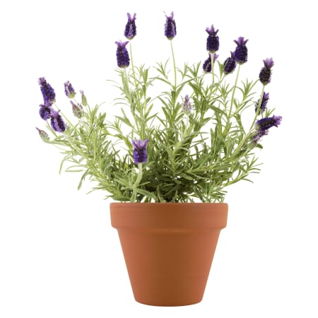 Product full size image