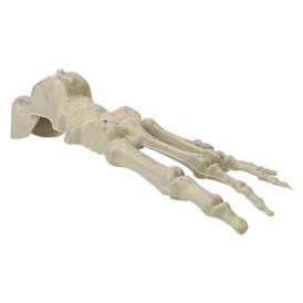 Halloween Skeleton Bone Decor