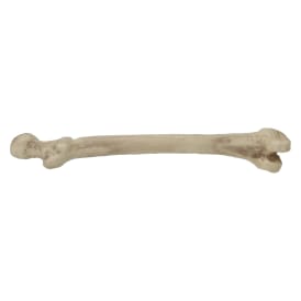 Halloween Skeleton Bone Decor