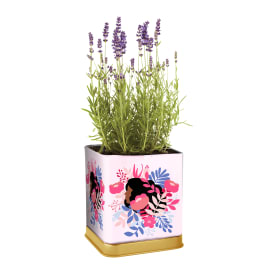 Grow Your Own Herb Kit In Decorative Tin 3in