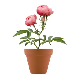 Mini Plant Grow Kit With Terra Cotta Pot