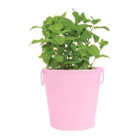 Herb Grow Kit With Metal Pail 4.25in