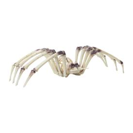 Halloween XL Skeleton Spider | Five Below