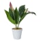 Image of Peace Lily variant
