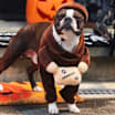 Halloween > Costumes & Accessories > Pet Costumes